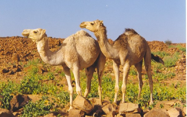 Camellos en las ruinas de