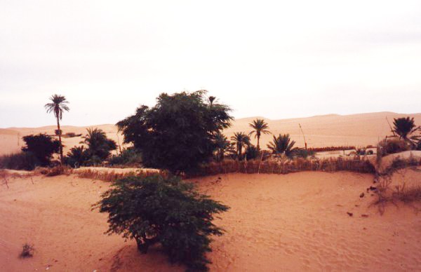 Oasis de Chingueti. - Palms trees in Chingueti Oasis.