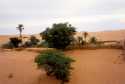 Palms trees in Chingueti Oasis. - Mauritania
Oasis de Chingueti - Mauritania