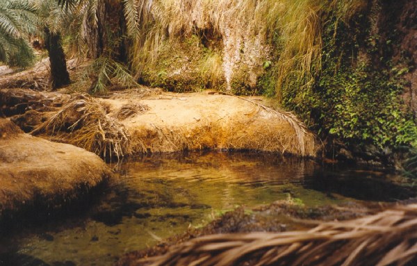 Oasis de Terjit - Mauritania. - Water in Terjit Oasis - Mauritania.