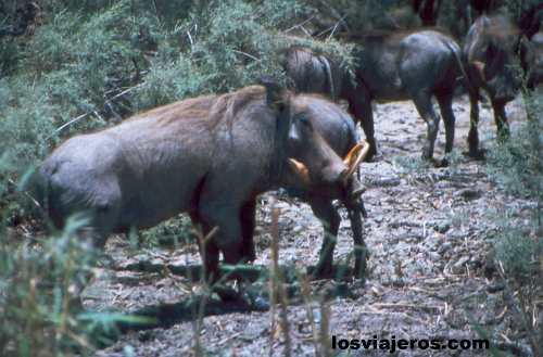 Jabalí berrugoso - P. N. de Djoudj - Senegal