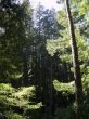 Parque Muir Woods - USA