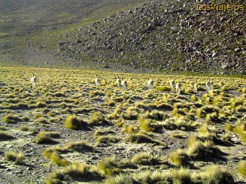 Paisaje Andino - Chile