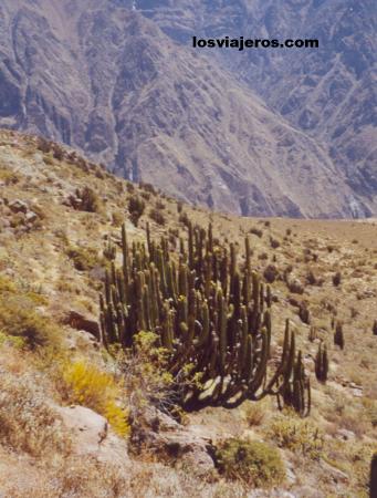 Cactus - Colca Canyon - Los Andes - Peru
Cactus - Colca Canyon - Los Andes - Peru