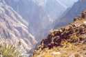 Go to big photo: Colca Canyon - Los Andes - Peru