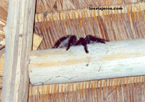 Tarantula - Peru