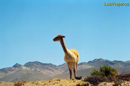 One of the South American’s  camel family - Peru
Camélido andino - Peru