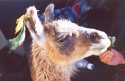 Go to big photo: Llama is the animal more linked with the Andes - Peru