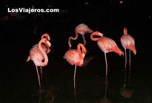 Pink flamingos in Punta Cana. - Punta Cana - Dominican Rep.
Flamencos rosa en Punta Cana - Dominicana Rep.