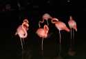 Go to big photo: Pink flamingos in Punta Cana. - Punta Cana