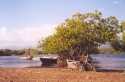 Ir a Foto: Manglares tropicales - Republica Dominicana 
Go to Photo: Tropical Mangroves- Dominican Republic