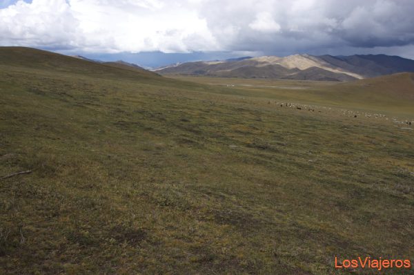 Pastoreo en el valle Orkhon - Mongolia