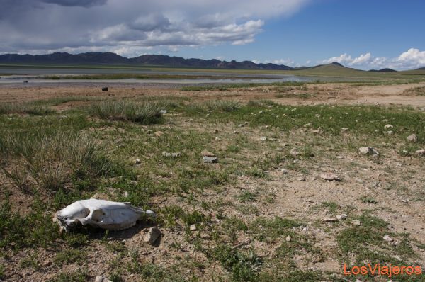 Imagen típica de la estepa, al sur de UB - Mongolia