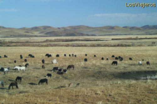 Rebaños de Yak - China