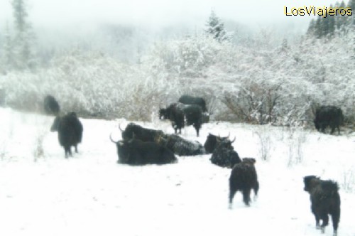 Manada de yaks bajo una nevada - Sichuan - China