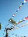 Prayer flags - Darjeeling - India
Banderas de oracion - Darjeeling - India