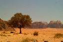 Landscape in the Wadi Rum Desert- Jordan