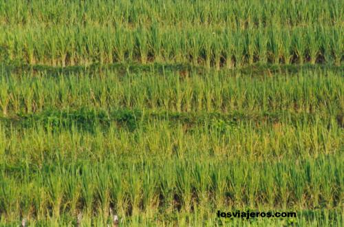 Campo de Arroz en Asia - Laos