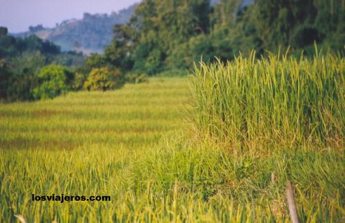 Rice fields in the north of Laos