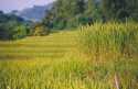 Rice fields in the north of Laos