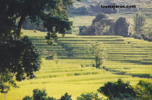 Rice field in Laos.
Terrazas de arroz - Laos