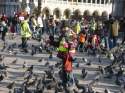 Pigeons in St. Mark's square -Venice -Venezia- Italy