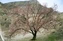 Go to big photo: Almond tree in blossom-Cappadocia-Turkey