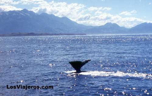 Ballenas del Pacifico - Kaikoura - Isla Sur - Nueva Zelanda