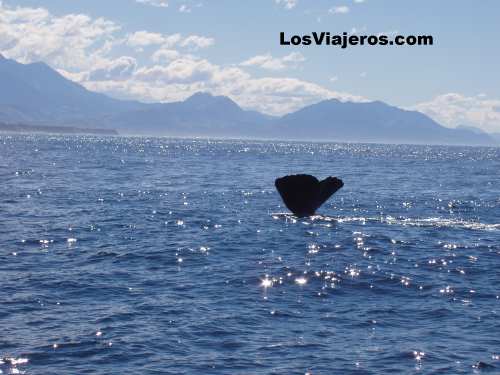Whales in Kaikoura - NZ - New Zealand
Ballenas del Pacifico - Kaikoura - Nueva Zelanda