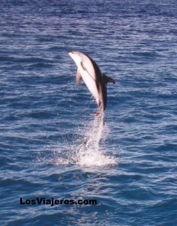 Delfin de vientre blanco del Pacífico - Kaikoura (Isla Sur, costa del Este) - Nueva Zelanda
Pacific Whales  Kaikoura - South Island - New Zealand