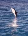 Go to big photo: Pacific Whales  Kaikoura - South Island