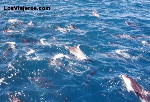 Grupo de delfines - Isla del Sur - Nueva Zelanda
 Kaikoura - South Island - New Zealand