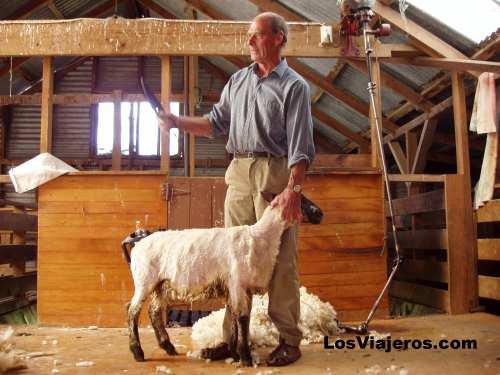 Esquilado ovejas - Nueva Zelanda