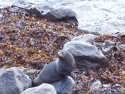 Go to big photo: Seal in Kaikoura - South Island