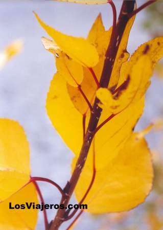 Leaves in Autumn - Wanaka Lake - New Zealand
Hojas en Otoño - Lago Wanaka - Nueva Zelanda