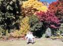 Thousand colours in a garden - New Zealand
Mil colores en el jardin - Nueva Zelanda
