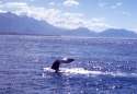 Ampliar Foto: Ballenas del Pacifico - Kaikoura - Isla Sur