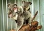 Koala66