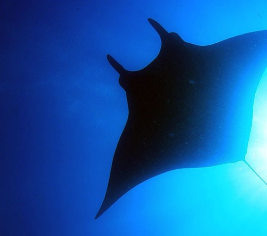 Foto de Manta Gigante en Koh Bon (Tailandia) Diciembre 2010, BUCEO EN TAILANDIA: Viajaybucea