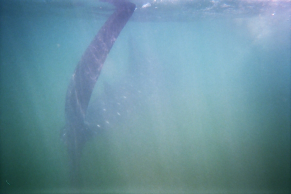 Holbox 2007, Riviera Maya: tiburones, rayas y otros animales subacuáticos