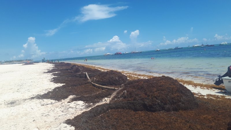 Algas (Sargazo) en playas de Punta Cana y Rep. Dominicana 1