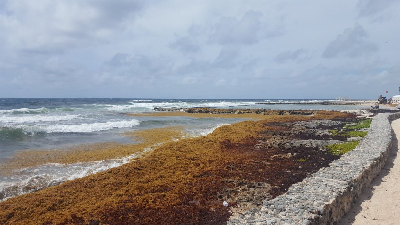 Playas sin Algas en Riviera Maya (Sargazo) - Foro Riviera Maya y Caribe Mexicano