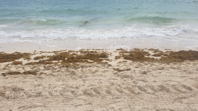 Algas (Sargazo) en playas de Punta Cana y Rep. Dominicana 0