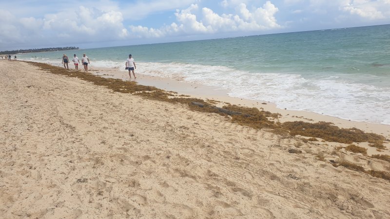 Algas (Sargazo) en playas de Punta Cana y Rep. Dominicana 1