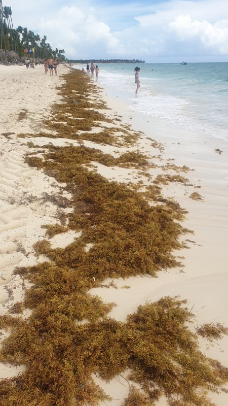 Algas (Sargazo) en playas de Punta Cana y Rep. Dominicana 3