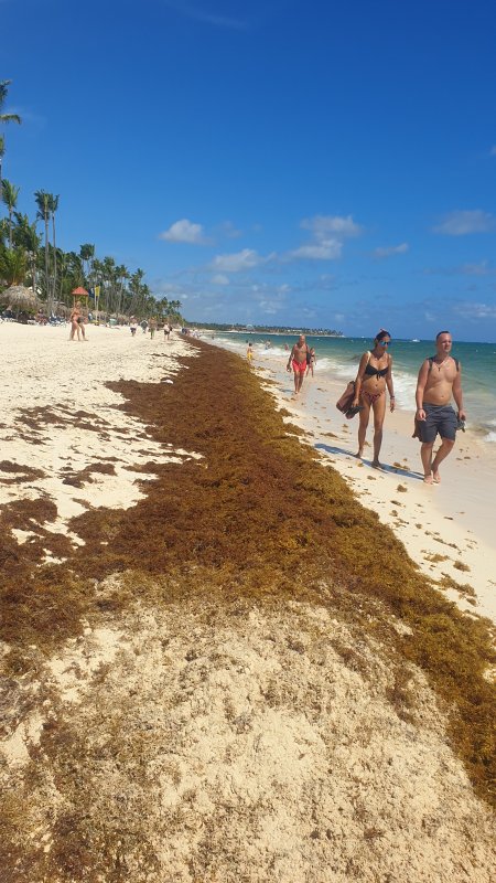 Algas (Sargazo) en playas de Punta Cana y Rep. Dominicana 1