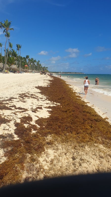 Algas (Sargazo) en playas de Punta Cana y Rep. Dominicana 2