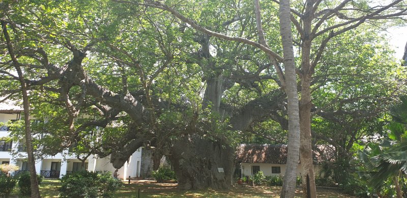 Baobab más viejo de Kenia está dentro del Papillon Lagoon Hotel, Diani, costa sur de Mombasa: playas y hoteles -Kenia 0