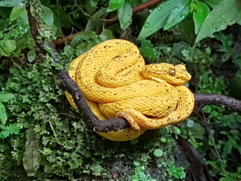 Recién llegados de Costa Rica. Opiniones 3