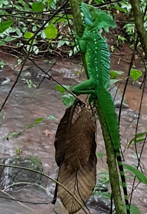 Recién llegados de Costa Rica. Opiniones 3